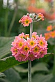 PRIMULA BULLEYANA