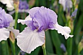 IRIS EDGE OF WATER (TALL BEARDED)