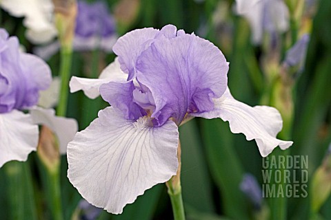 IRIS_EDGE_OF_WATER_TALL_BEARDED