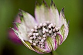 ASTRANTIA SUPERSTAR