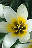 TULIPA FUR ELISE (SINGLE FLOWER)