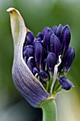 AGAPANTHUS BLACK PANTHER, (BUD EMERGING)