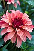 DAHLIA ART DECO (GALLERY SERIES) CLOSE UP