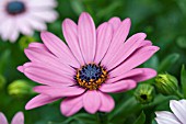 OSTEOSPERMUM FIONA