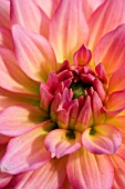 DAHLIA LEONARDO CLOSE UP (GALLERY SERIES)