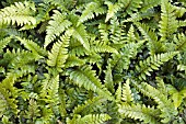 POLYSTICHUM POLYBLEPHARUM (JAPANESE TASSLE FERN)