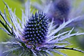 ERYNGIUM ELECTRIC HAZE (CLOSE UP)