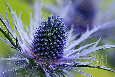 ERYNGIUM_ELECTRIC_HAZE_CLOSE_UP