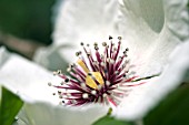 STEWARTIA MALACODENDRON