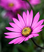 OSTEOSPERMUM STARDUST