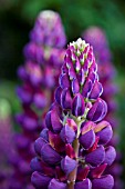 LUPINUS WICKED WITCH