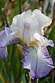 IRIS FOGGY DEW (TALL BEARDED)