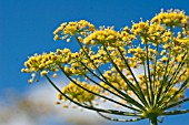 FOENICULUM,  FENNEL FLOWER AGAINST BLUE SKY