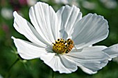 COSMOS SONATA WHITE WITH HONEY BEE