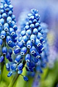 MUSCARI ARMENIACUM