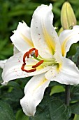 LILIUM BABY LOVE (SCENTED)