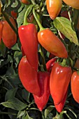 CAPSICUM SANTA FE GRANDE (CHILLI) PEPPER