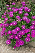 DELOSPERMA COOPERI