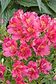 ALSTROEMERIA PRINCESS IVANA