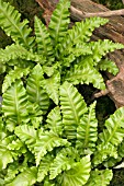 ASPLENIUM SCOLOPENRIUM CRISPUM