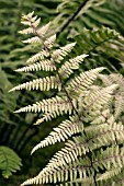 ATHYRIUM NIPPONICUM THE GHOST