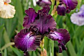 IRIS BALTIC STAR (TALL BEARDED)