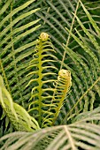 BLECHNUM GIBBUM