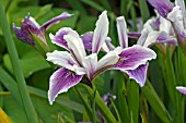 IRIS BROADLEIGH NANCY (PACIFIC COAST IRIS)