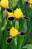 IRIS BUMBLE BEE DEELITE