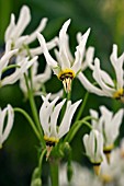 DODECATHEON MEDIA ALBA