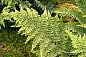 DRYOPTERIS DILATATA WHITESIDE