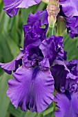 IRIS DUSKY CHALLENGER (TALL BEARDED)