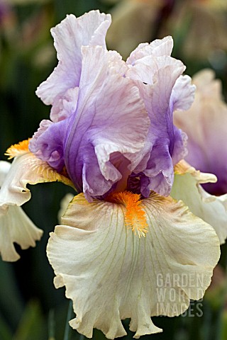 IRIS_OPPOSING_FORCES_TALL_BEARDED
