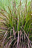 PENNISETUM SETACEUM RUBRUM