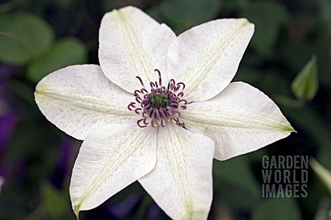 CLEMATIS_PISTACHIO_LARGE_FLOWERED