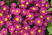 ASTER NOVI BELGII BAHAMAS (ISLAND SERIES)