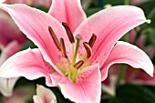 LILIUM SORBONNE (SCENTED ORIENTAL)