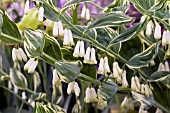 POLYGONATUM STRIATUM GRACE BARKER