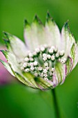 ASTRANTIA SUPERSTAR (CLOSE UP)