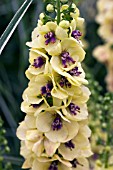 VERBASCUM TWILIGHT