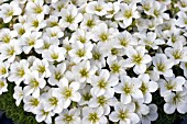 SAXIFRAGA WHITE STAR