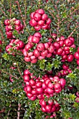 GAULTHERIA SYN.X GAULNETTYA, PERNETTYA, BELLS SEEDLING (HERMAPHRODITE)