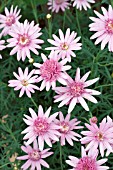 ARGYRANTHEMUM BON BON