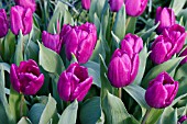 TULIPA PURPLE PRINCE