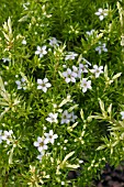 DIOSMA SILVER FLAME