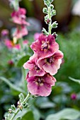 VERBASCUM CHERRY HELEN