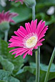 GERBERA EVERLAST CARMINE (HARDY)