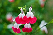 SALVIA HOT LIPS