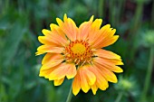 GAILLARDIA ST CLEMENTS (ORANGE & LEMONS)