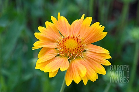 GAILLARDIA_ST_CLEMENTS_ORANGE__LEMONS